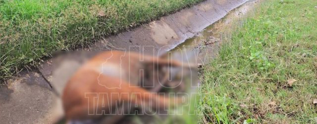 Сегодня Тамаулипас ​​- лошадь Тамаулипаса умирает в Тампико Управление защиты животных расследует причины
